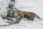 Tijger in de sneeuw